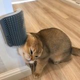 Cat self-grooming wall brush for indoor cats