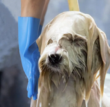 Pet grooming gloves for dogs and cats